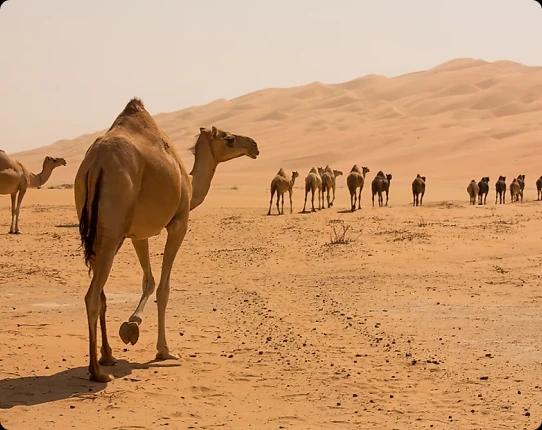 Exploring Mleiha’s landscapes: A unique desert adventure in Dubai.