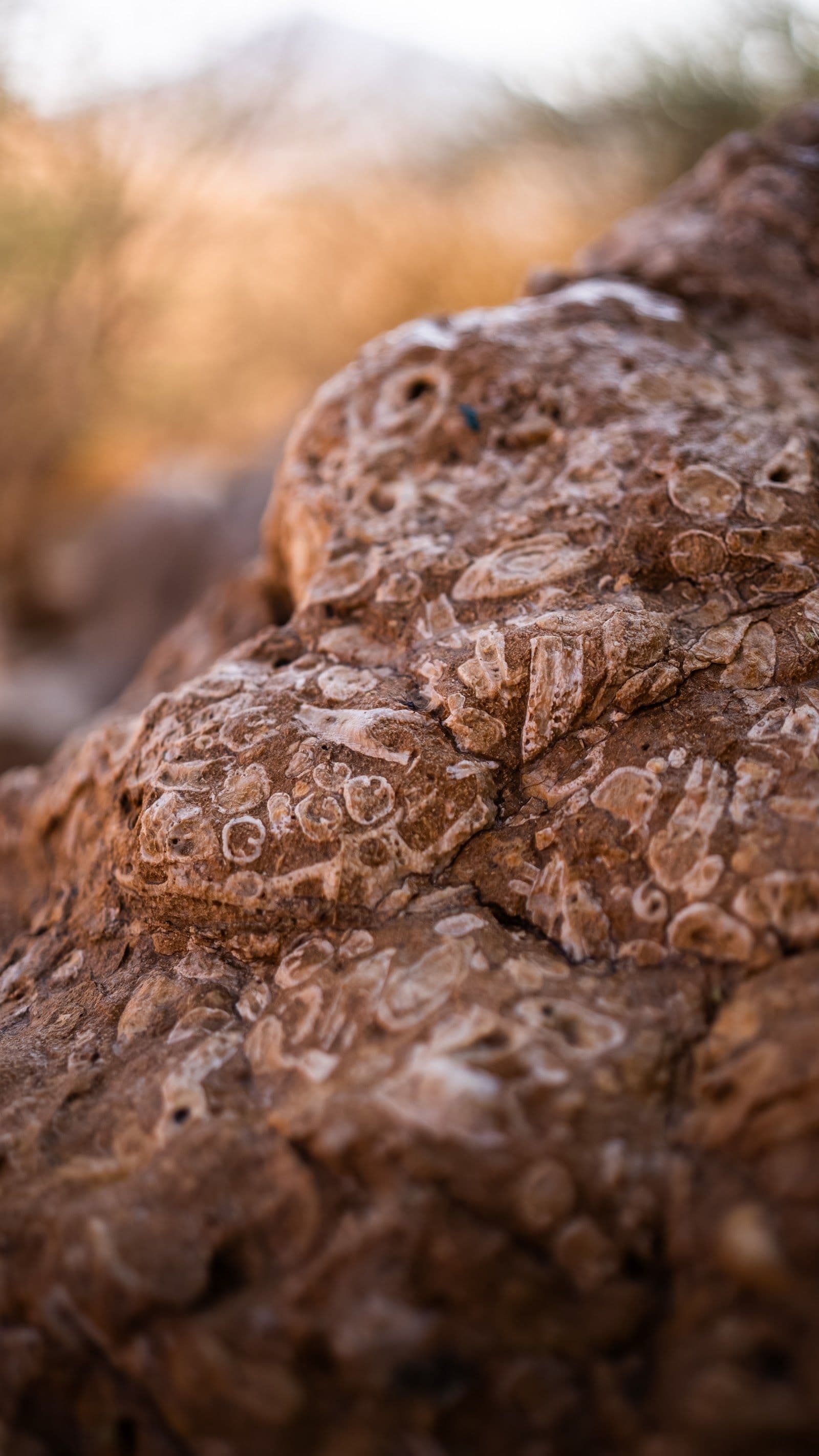 Fossil Rock, Mleiha: A Guide to Sharjah's Ancient Landmark